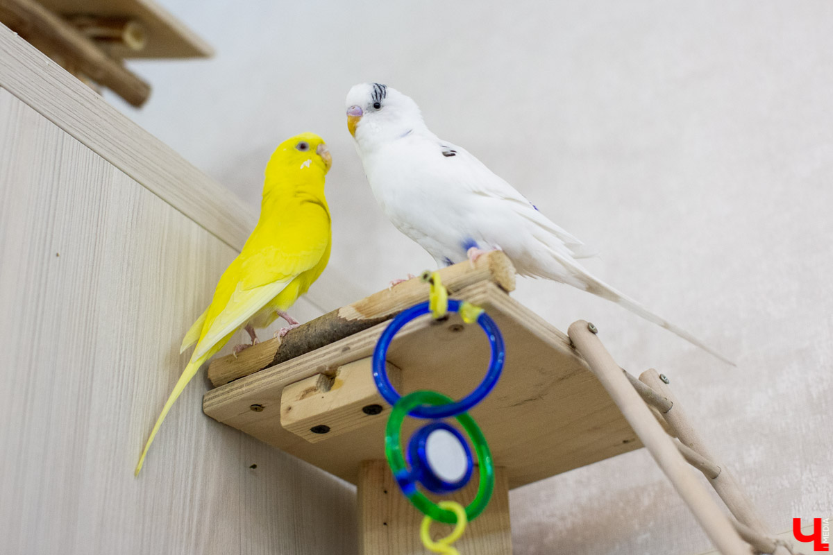 Ольга Февралева - заводчик-любитель. Она разводит попугаев прямо в квартире. Когда птицы вырастают, хозяйка раздает их друзьям и знакомым. О своем необычном хобби, пестрокрылых друзьях и общении с ними жительница Владимира поведала «Ключ-Медиа»