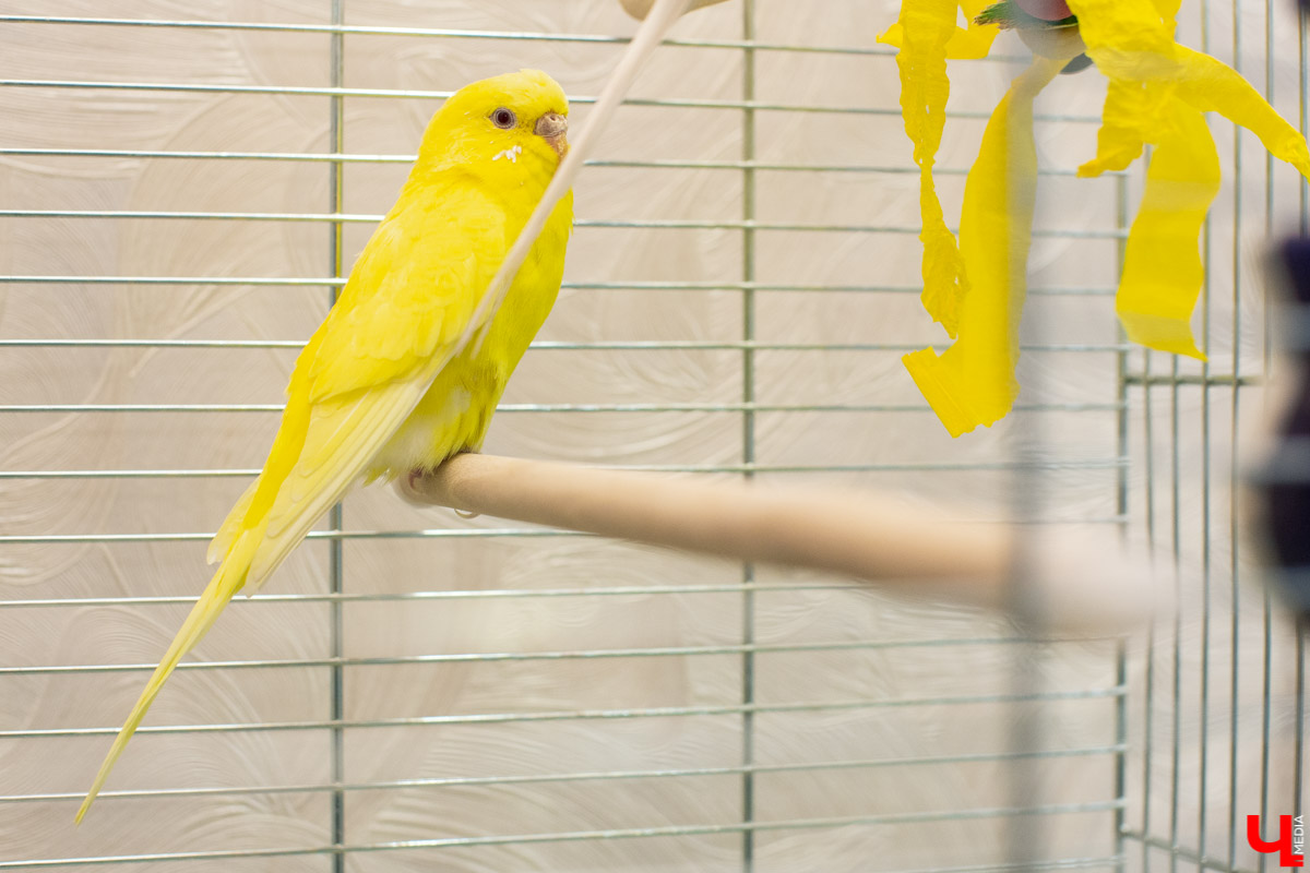 Ольга Февралева - заводчик-любитель. Она разводит попугаев прямо в квартире. Когда птицы вырастают, хозяйка раздает их друзьям и знакомым. О своем необычном хобби, пестрокрылых друзьях и общении с ними жительница Владимира поведала «Ключ-Медиа»