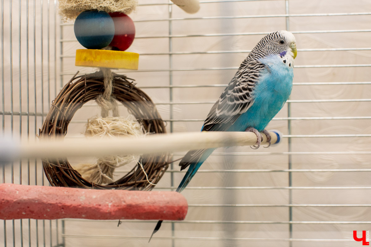 Ольга Февралева - заводчик-любитель. Она разводит попугаев прямо в квартире. Когда птицы вырастают, хозяйка раздает их друзьям и знакомым. О своем необычном хобби, пестрокрылых друзьях и общении с ними жительница Владимира поведала «Ключ-Медиа»