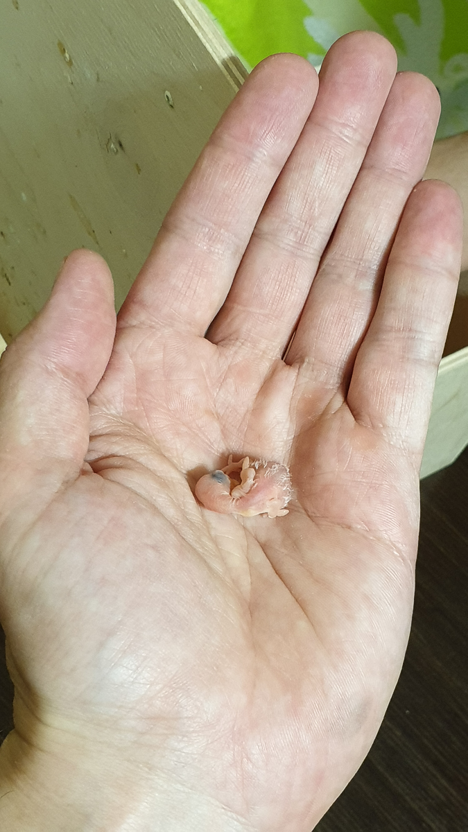 Ольга Февралева - заводчик-любитель. Она разводит попугаев прямо в квартире. Когда птицы вырастают, хозяйка раздает их друзьям и знакомым. О своем необычном хобби, пестрокрылых друзьях и общении с ними жительница Владимира поведала «Ключ-Медиа»