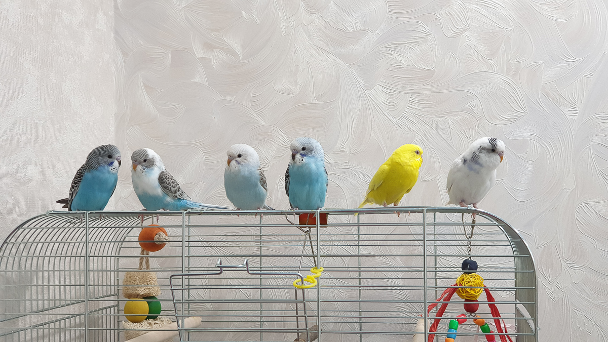 Ольга Февралева - заводчик-любитель. Она разводит попугаев прямо в квартире. Когда птицы вырастают, хозяйка раздает их друзьям и знакомым. О своем необычном хобби, пестрокрылых друзьях и общении с ними жительница Владимира поведала «Ключ-Медиа»