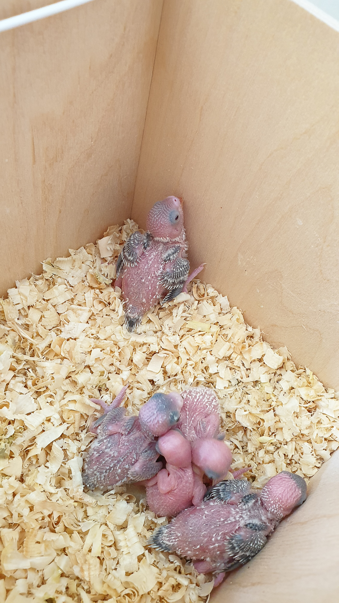 Ольга Февралева - заводчик-любитель. Она разводит попугаев прямо в квартире. Когда птицы вырастают, хозяйка раздает их друзьям и знакомым. О своем необычном хобби, пестрокрылых друзьях и общении с ними жительница Владимира поведала «Ключ-Медиа»