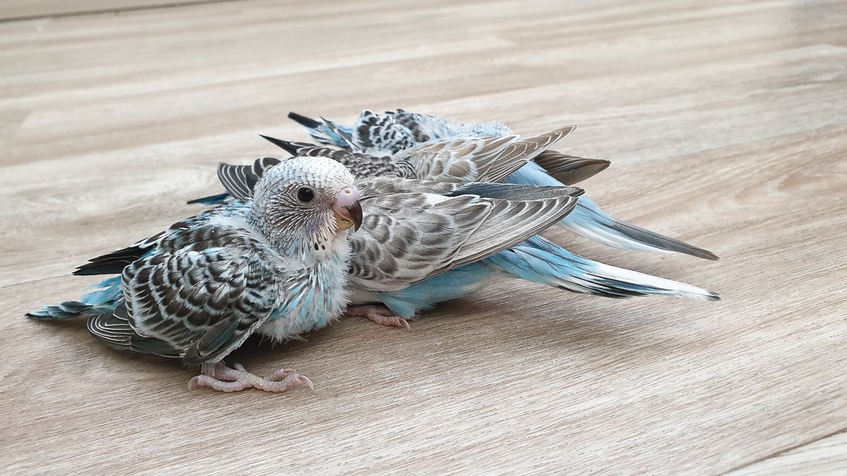 Ольга Февралева - заводчик-любитель. Она разводит попугаев прямо в квартире. Когда птицы вырастают, хозяйка раздает их друзьям и знакомым. О своем необычном хобби, пестрокрылых друзьях и общении с ними жительница Владимира поведала «Ключ-Медиа»