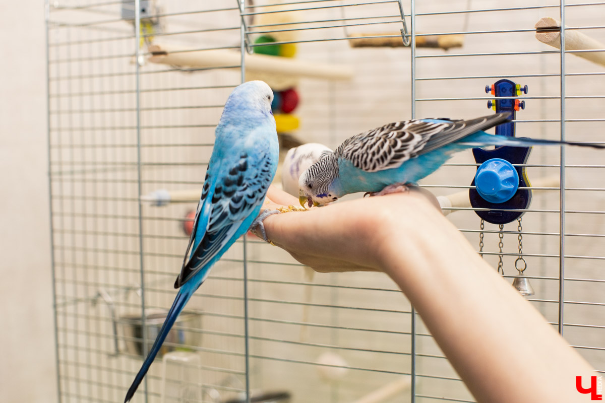 Ольга Февралева - заводчик-любитель. Она разводит попугаев прямо в квартире. Когда птицы вырастают, хозяйка раздает их друзьям и знакомым. О своем необычном хобби, пестрокрылых друзьях и общении с ними жительница Владимира поведала «Ключ-Медиа»