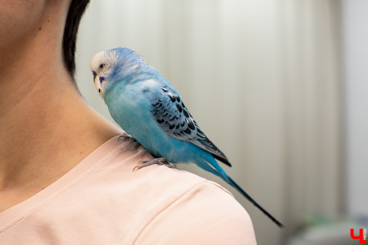 Ольга Февралева - заводчик-любитель. Она разводит попугаев прямо в квартире. Когда птицы вырастают, хозяйка раздает их друзьям и знакомым. О своем необычном хобби, пестрокрылых друзьях и общении с ними жительница Владимира поведала «Ключ-Медиа»