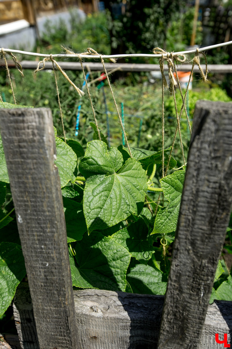 Летом во Владимире работала архитектурная школа «Точка роста». Студенты изучали исторический центр города и предлагали свои варианты реновации. Проект готов, и мы решили его показать