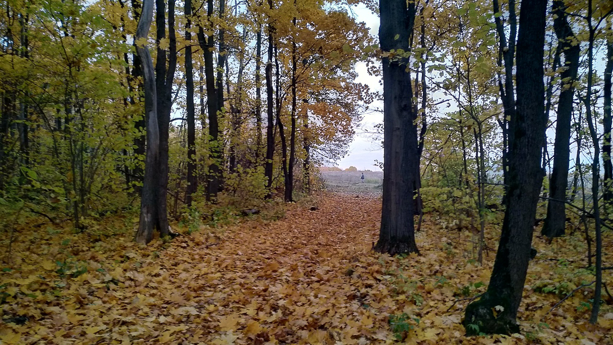 Рядом с парком “Дружба” хотят возвести жилые дома. Владимирцы рассказали свои истории, чтобы показать, почему этого делать нельзя