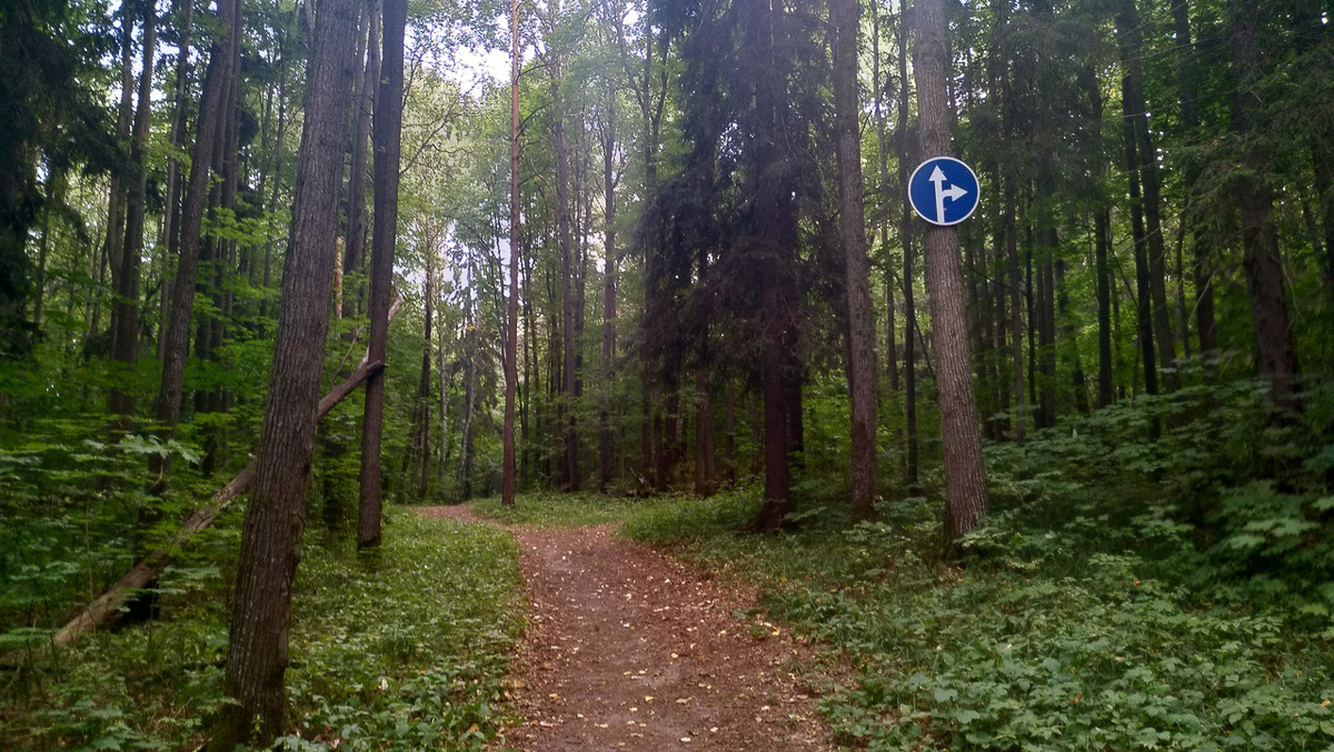 Рядом с парком “Дружба” хотят возвести жилые дома. Владимирцы рассказали свои истории, чтобы показать, почему этого делать нельзя