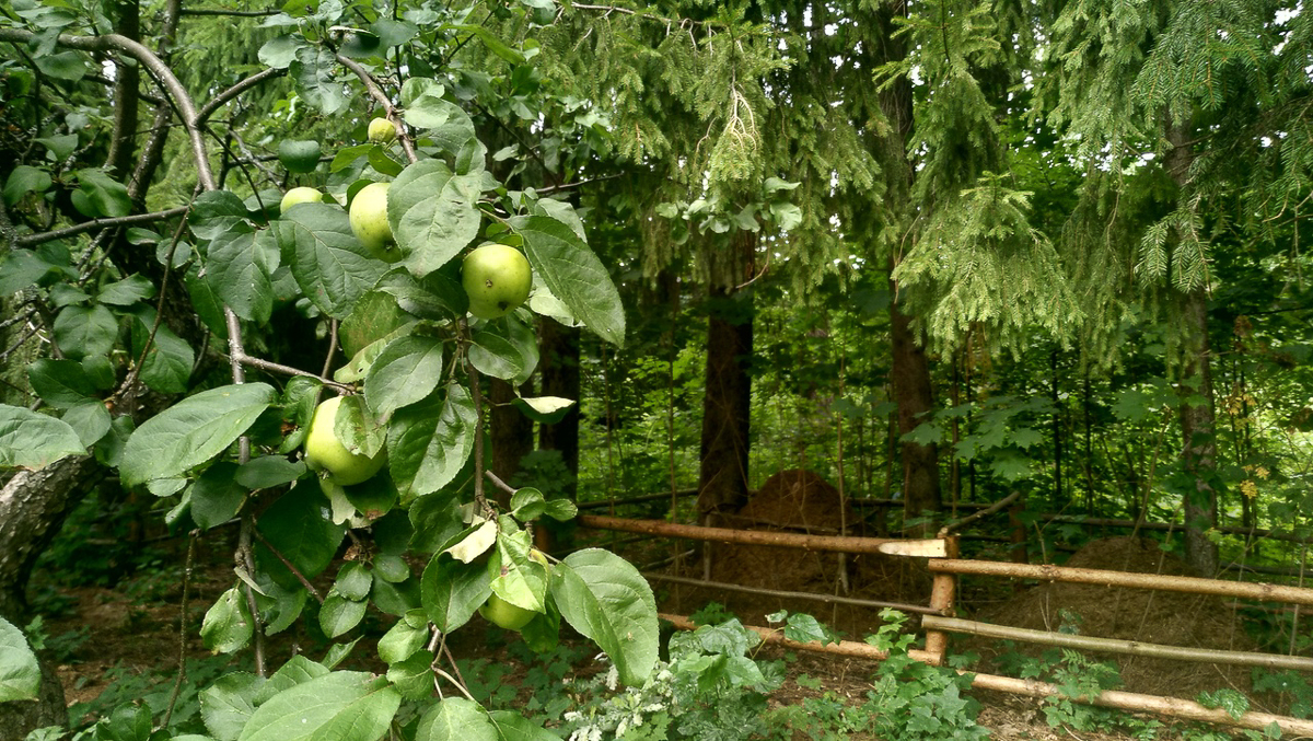 Рядом с парком “Дружба” хотят возвести жилые дома. Владимирцы рассказали свои истории, чтобы показать, почему этого делать нельзя