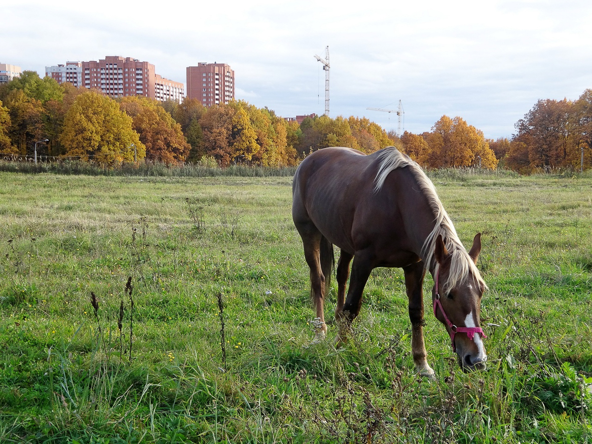 Рядом с парком “Дружба” хотят возвести жилые дома. Владимирцы рассказали свои истории, чтобы показать, почему этого делать нельзя