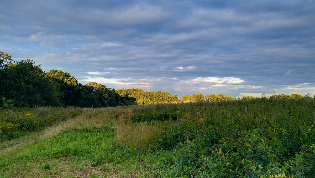 Рядом с парком “Дружба” хотят возвести жилые дома. Владимирцы рассказали свои истории, чтобы показать, почему этого делать нельзя