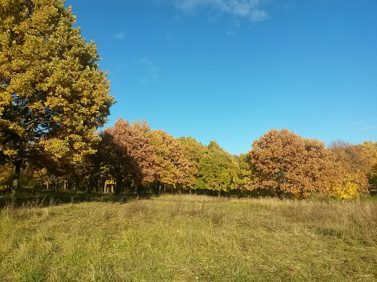 Рядом с парком “Дружба” хотят возвести жилые дома. Владимирцы рассказали свои истории, чтобы показать, почему этого делать нельзя