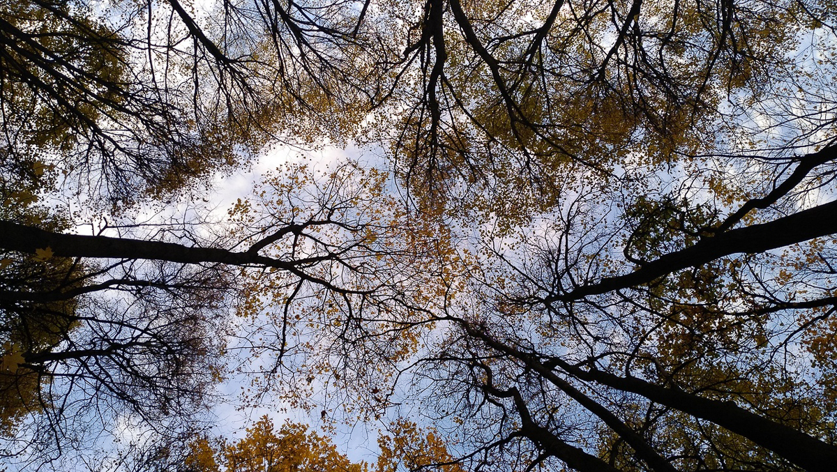 Рядом с парком “Дружба” хотят возвести жилые дома. Владимирцы рассказали свои истории, чтобы показать, почему этого делать нельзя