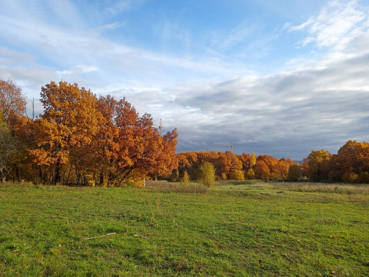 Рядом с парком “Дружба” хотят возвести жилые дома. Владимирцы рассказали свои истории, чтобы показать, почему этого делать нельзя