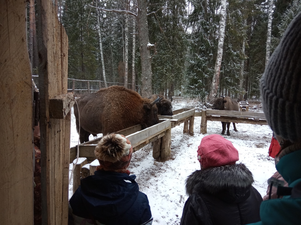 Куда поехать в новогодние каникулы? 5 идей для нетривиальных экскурсий по Владимирской области