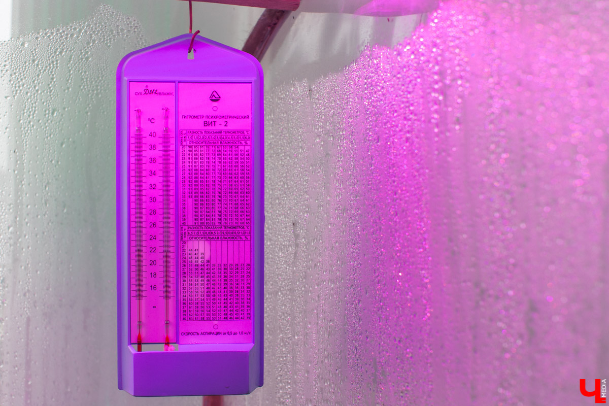 Станция юннатов «Патриарший сад» начала новый, уникальный для 33-го региона проект. Что такое сити-ферма и чему здесь учат?