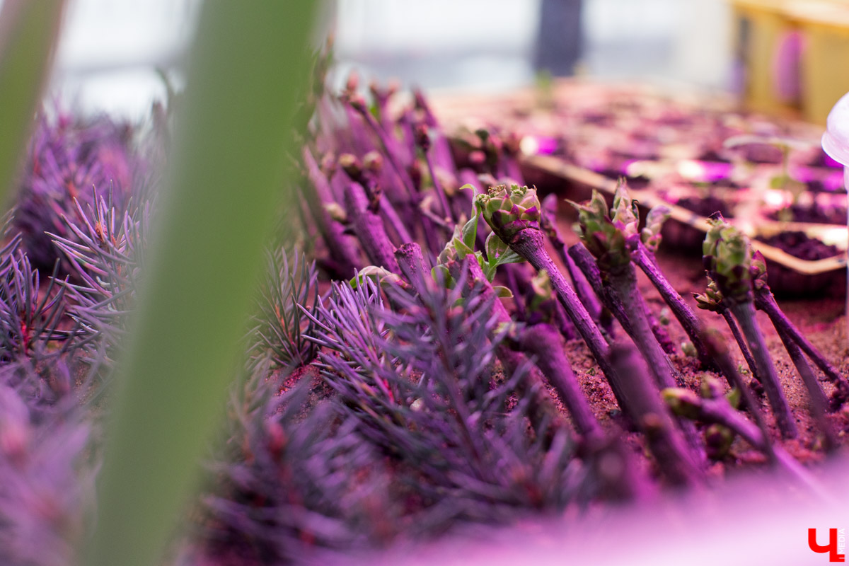 Станция юннатов «Патриарший сад» начала новый, уникальный для 33-го региона проект. Что такое сити-ферма и чему здесь учат?