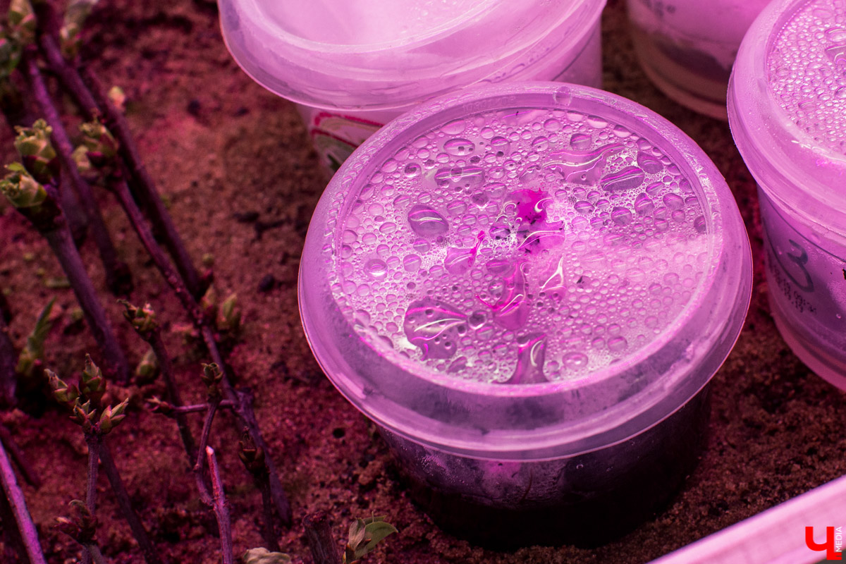 Станция юннатов «Патриарший сад» начала новый, уникальный для 33-го региона проект. Что такое сити-ферма и чему здесь учат?