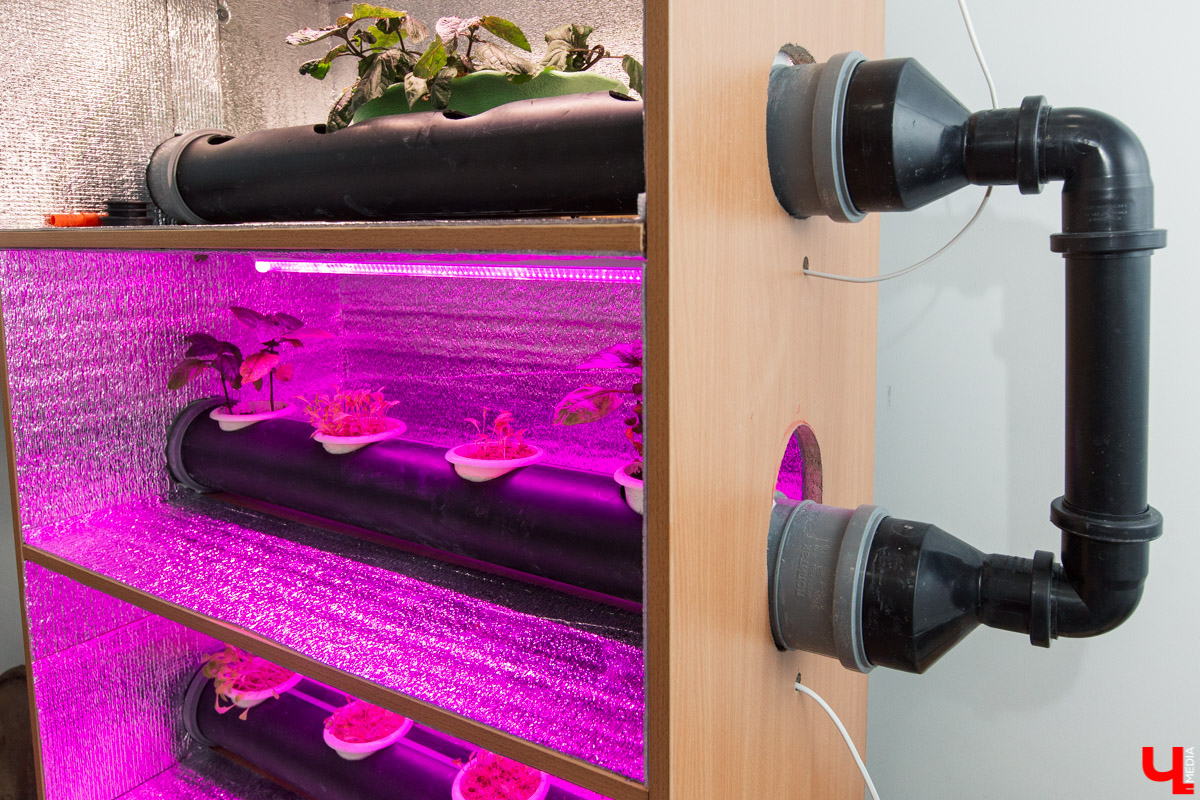 Станция юннатов «Патриарший сад» начала новый, уникальный для 33-го региона проект. Что такое сити-ферма и чему здесь учат?