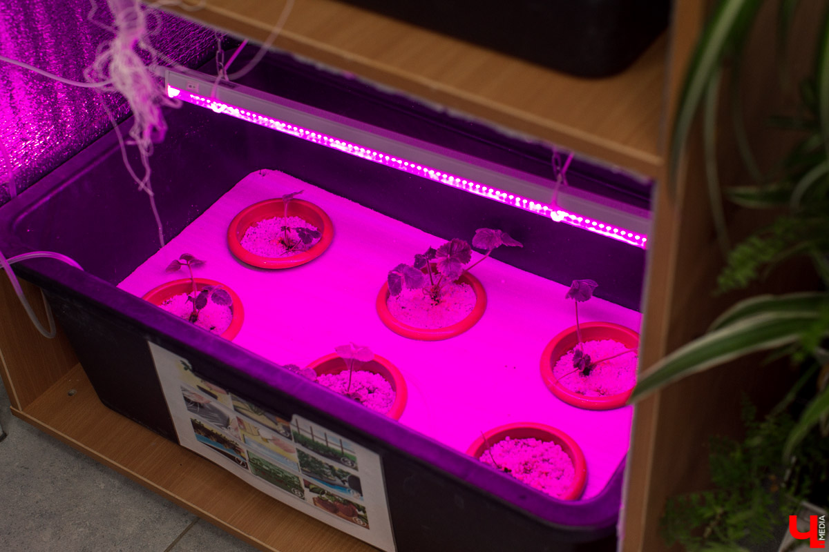 Станция юннатов «Патриарший сад» начала новый, уникальный для 33-го региона проект. Что такое сити-ферма и чему здесь учат?