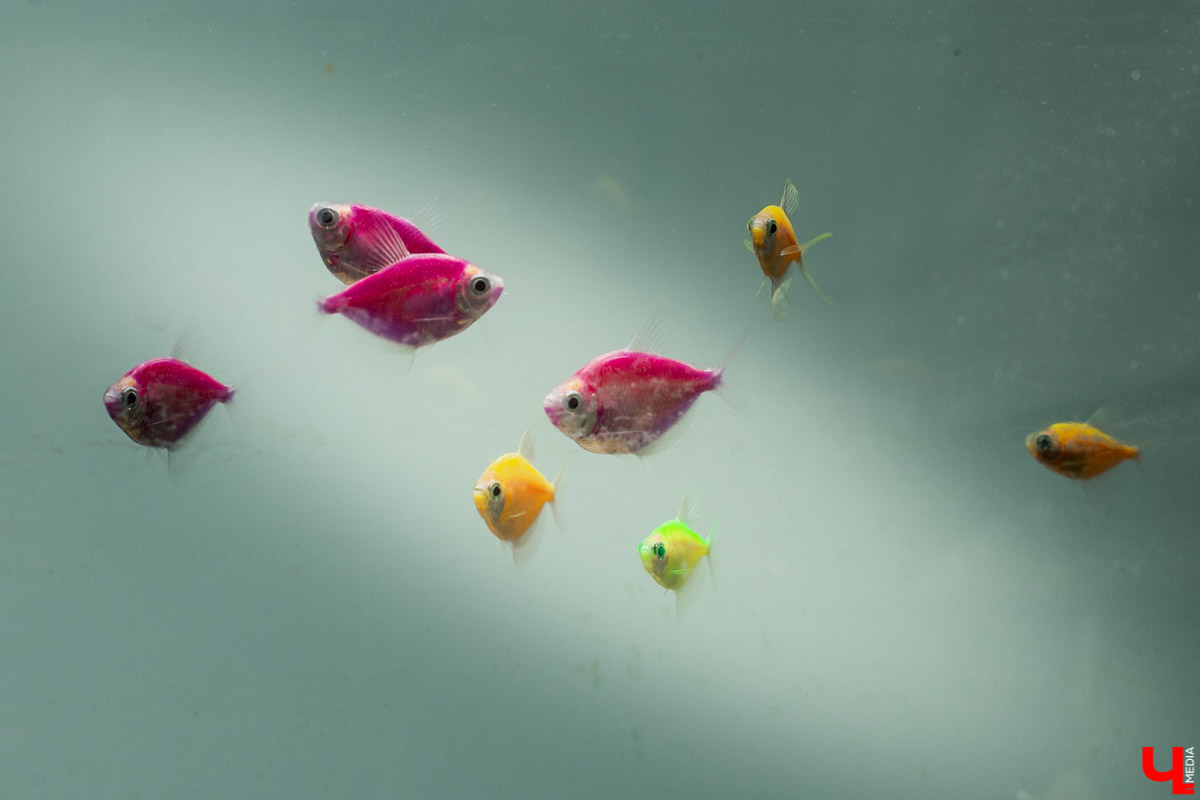 Станция юннатов «Патриарший сад» начала новый, уникальный для 33-го региона проект. Что такое сити-ферма и чему здесь учат?