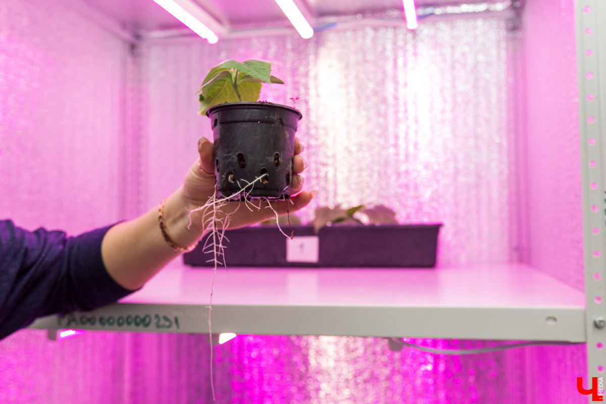 Станция юннатов «Патриарший сад» начала новый, уникальный для 33-го региона проект. Что такое сити-ферма и чему здесь учат?