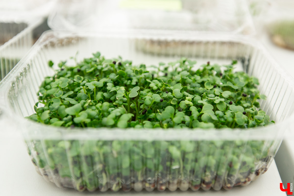 Станция юннатов «Патриарший сад» начала новый, уникальный для 33-го региона проект. Что такое сити-ферма и чему здесь учат?