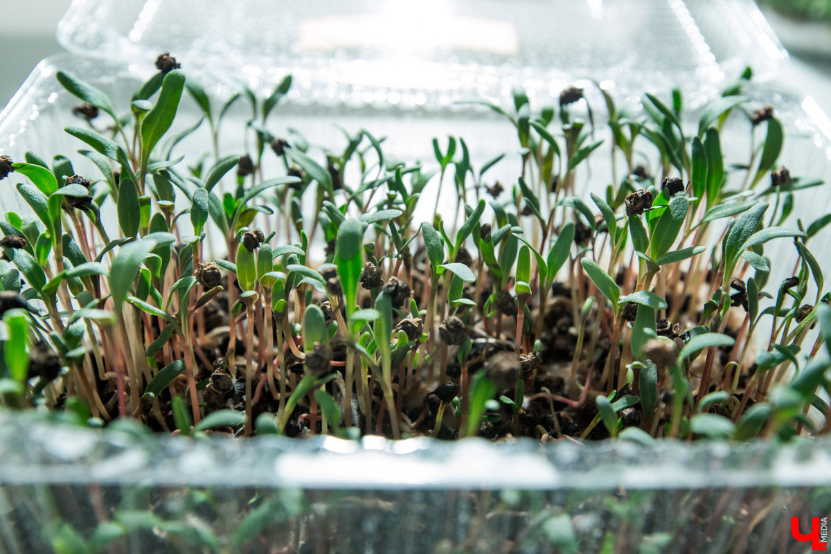 Станция юннатов «Патриарший сад» начала новый, уникальный для 33-го региона проект. Что такое сити-ферма и чему здесь учат?