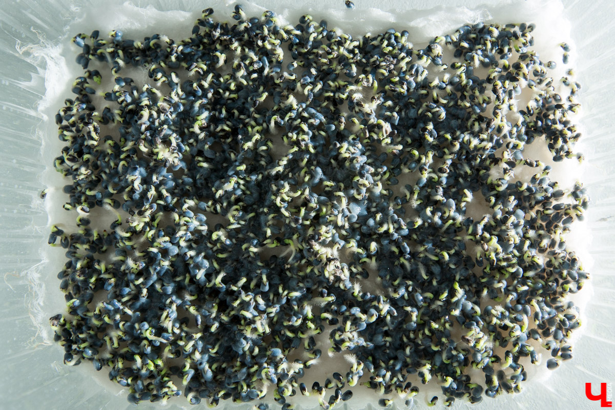 Станция юннатов «Патриарший сад» начала новый, уникальный для 33-го региона проект. Что такое сити-ферма и чему здесь учат?