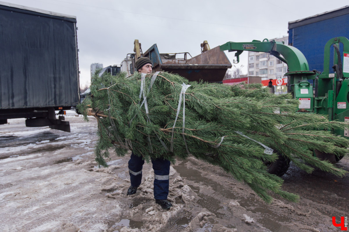 Во Владимире заработал новый сервис. Можно бесплатно утилизировать живую новогоднюю ёлку