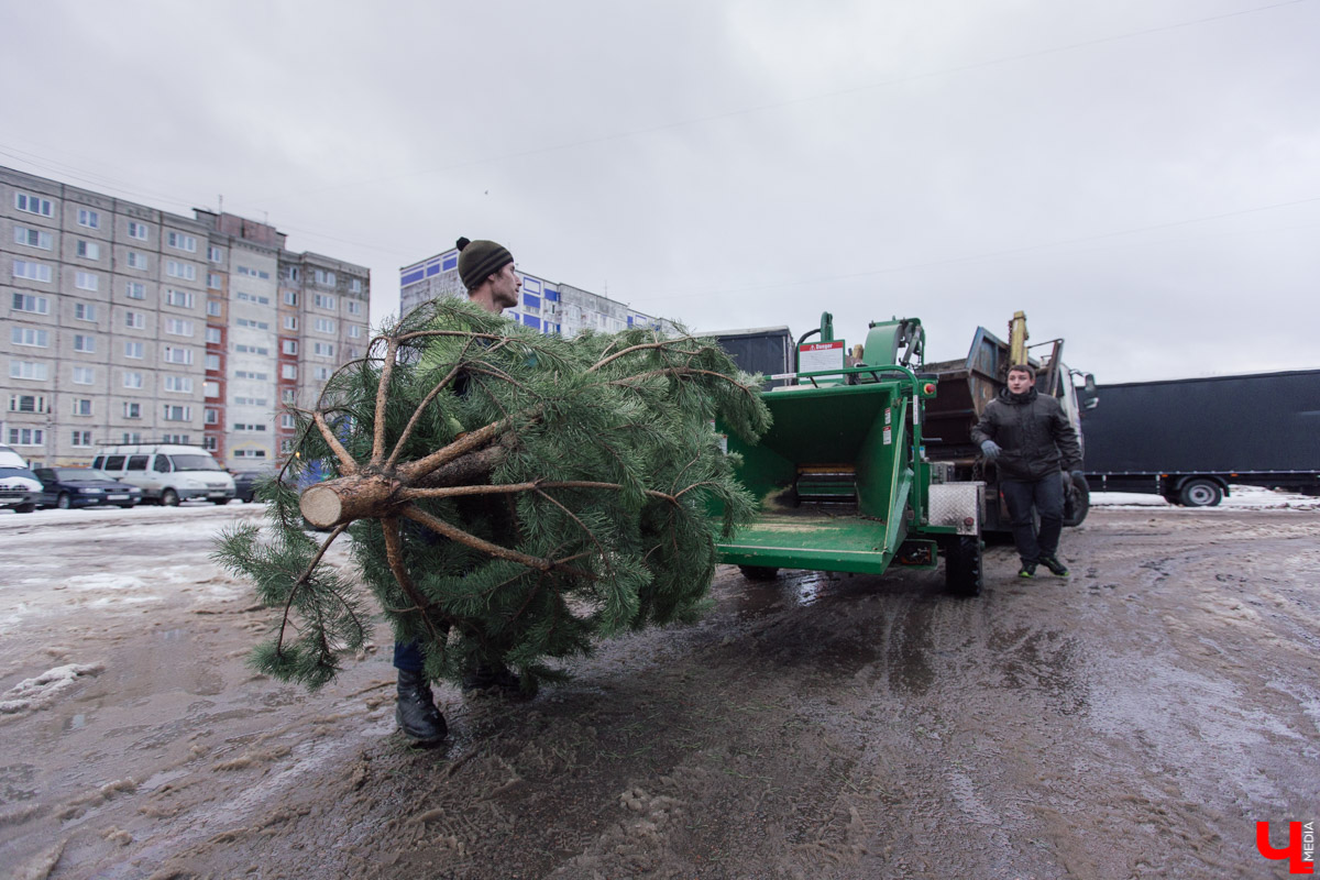Во Владимире заработал новый сервис. Можно бесплатно утилизировать живую новогоднюю ёлку