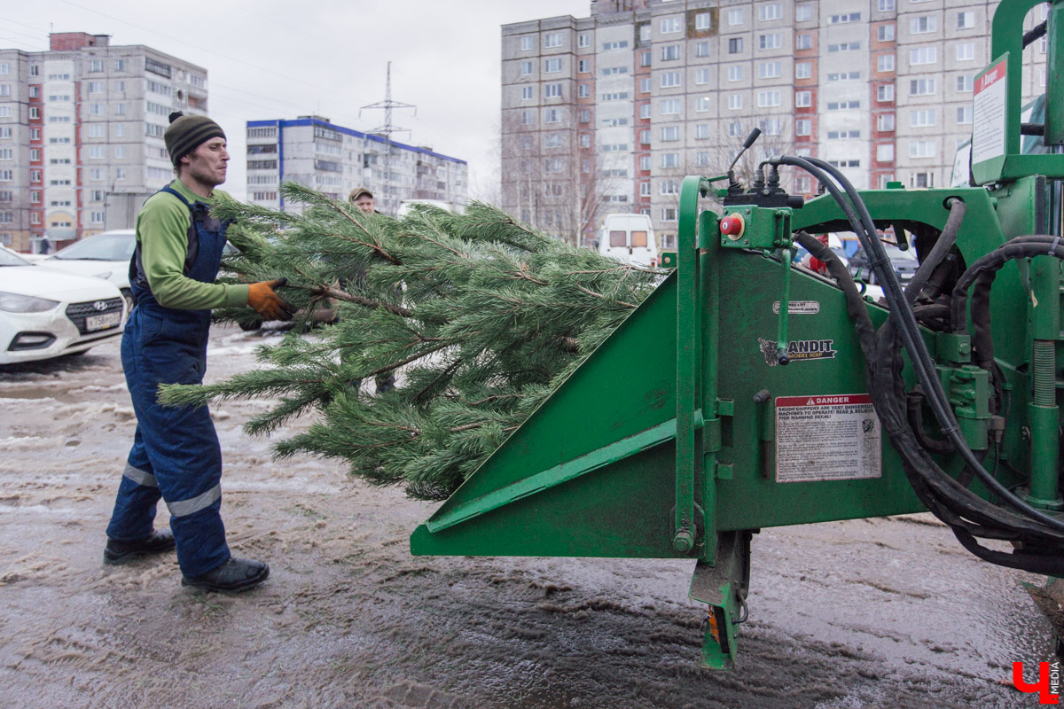 Во Владимире заработал новый сервис. Можно бесплатно утилизировать живую новогоднюю ёлку
