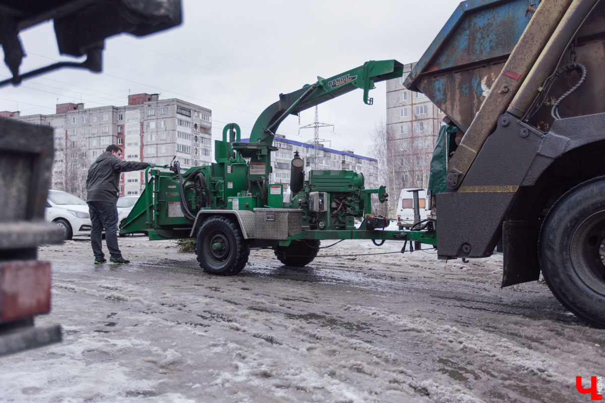Во Владимире заработал новый сервис. Можно бесплатно утилизировать живую новогоднюю ёлку