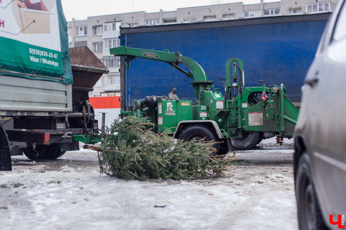 Во Владимире заработал новый сервис. Можно бесплатно утилизировать живую новогоднюю ёлку