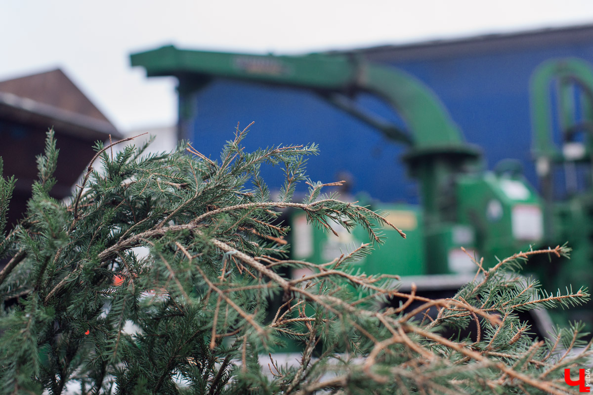 Во Владимире заработал новый сервис. Можно бесплатно утилизировать живую новогоднюю ёлку