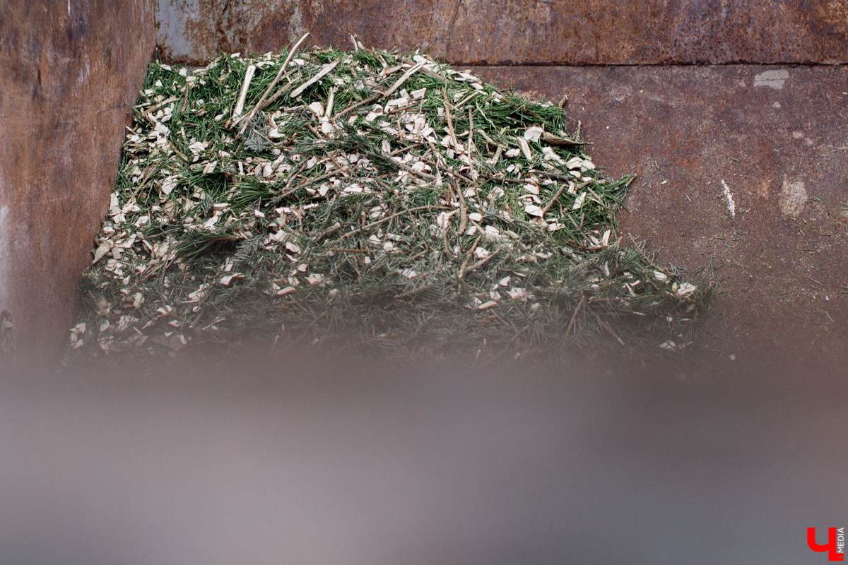 Во Владимире заработал новый сервис. Можно бесплатно утилизировать живую новогоднюю ёлку