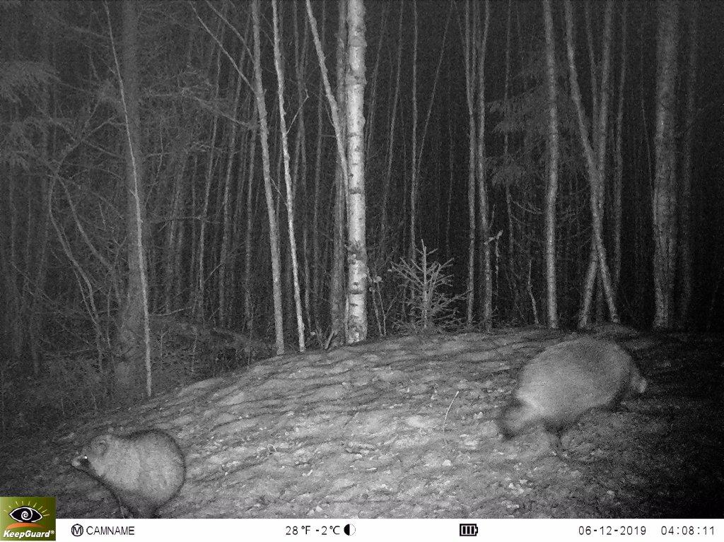 Опубликована новая серия снимков, которые сделали фотоловушки в Клязьминско-Лухском заказнике. В кадре зубр, лоси, волки и кабаны