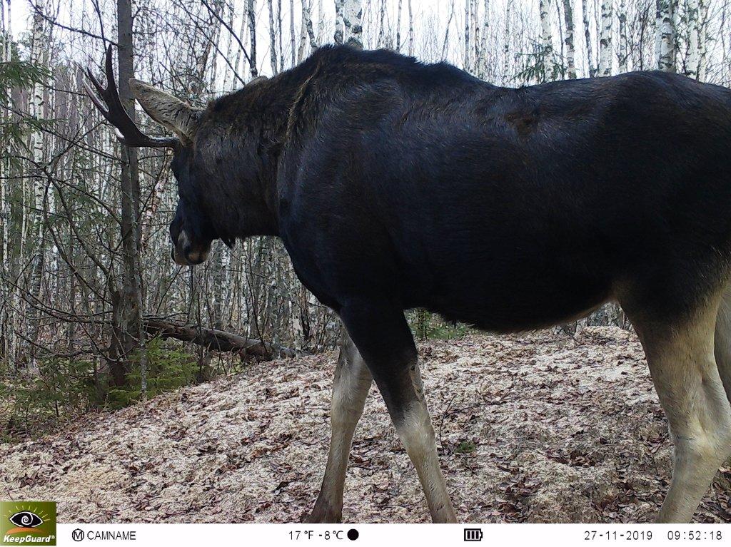 Опубликована новая серия снимков, которые сделали фотоловушки в Клязьминско-Лухском заказнике. В кадре зубр, лоси, волки и кабаны