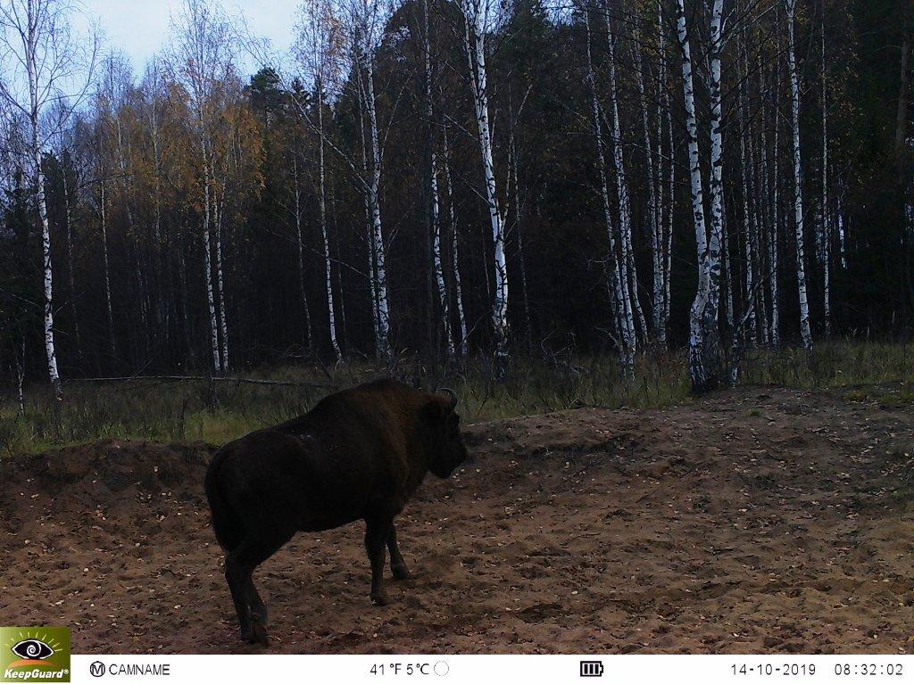 Опубликована новая серия снимков, которые сделали фотоловушки в Клязьминско-Лухском заказнике. В кадре зубр, лоси, волки и кабаны