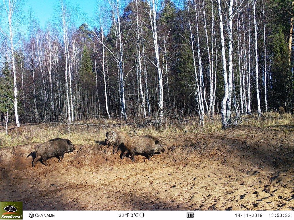 Опубликована новая серия снимков, которые сделали фотоловушки в Клязьминско-Лухском заказнике. В кадре зубр, лоси, волки и кабаны