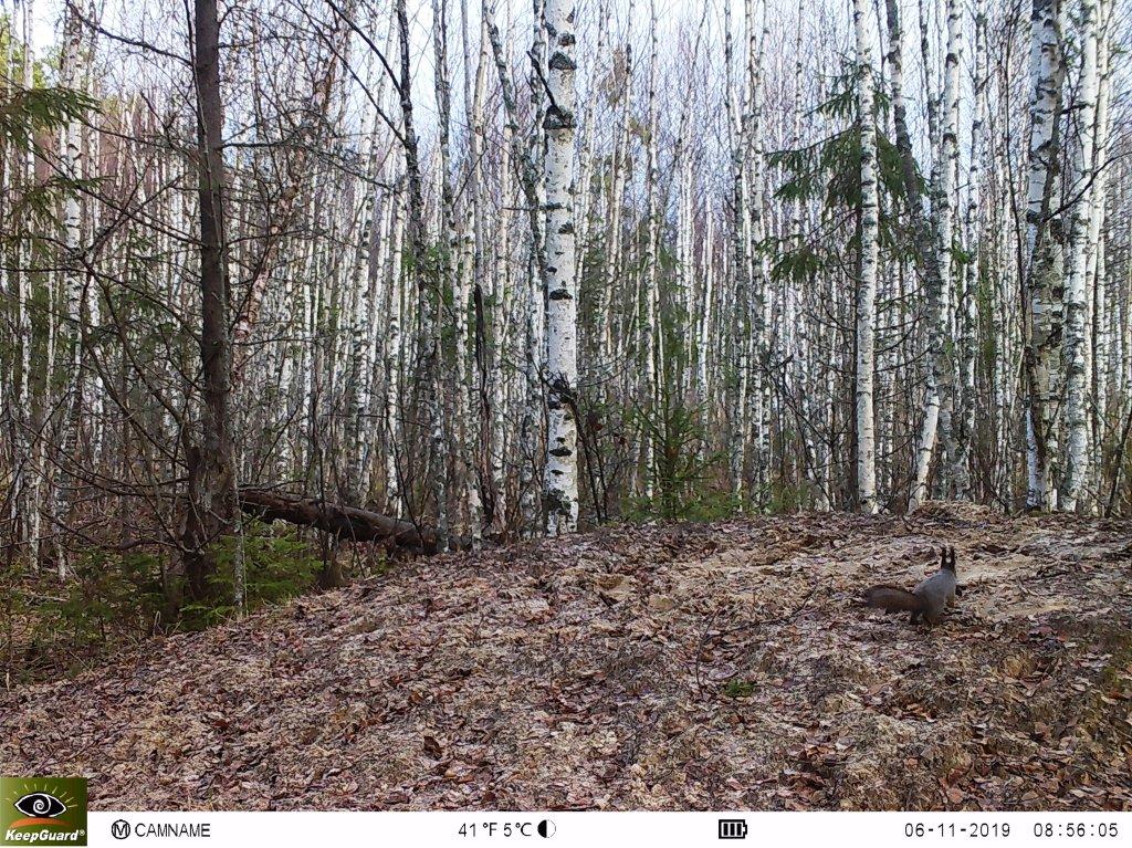 Опубликована новая серия снимков, которые сделали фотоловушки в Клязьминско-Лухском заказнике. В кадре зубр, лоси, волки и кабаны