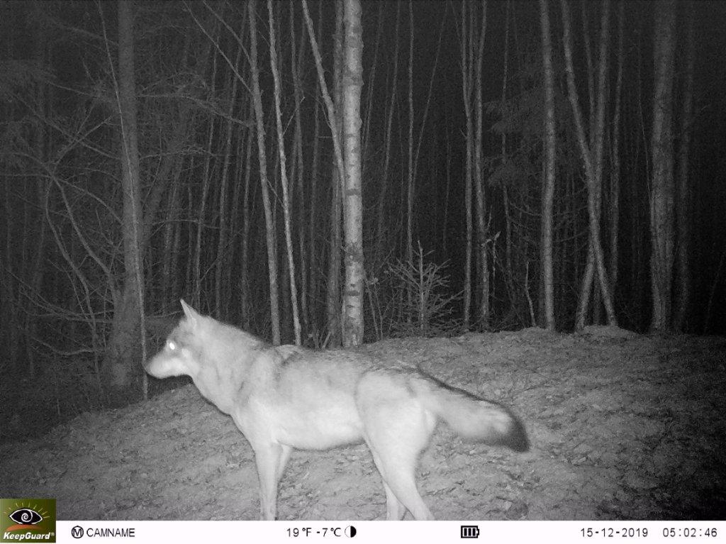 Опубликована новая серия снимков, которые сделали фотоловушки в Клязьминско-Лухском заказнике. В кадре зубр, лоси, волки и кабаны