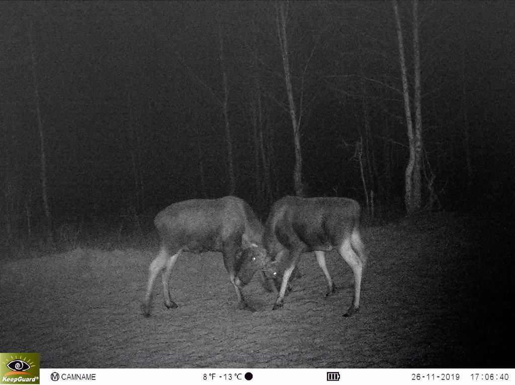 Опубликована новая серия снимков, которые сделали фотоловушки в Клязьминско-Лухском заказнике. В кадре зубр, лоси, волки и кабаны