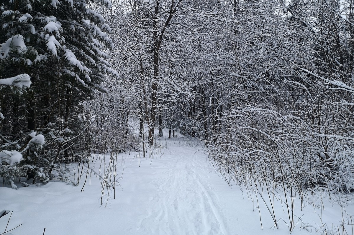 Важные новости об экологии. Во Владимире наконец-то приняли «Зеленый щит», начали реализацию проекта «Экология». Но сотни гектаров зеленых территорий отводят под застройку