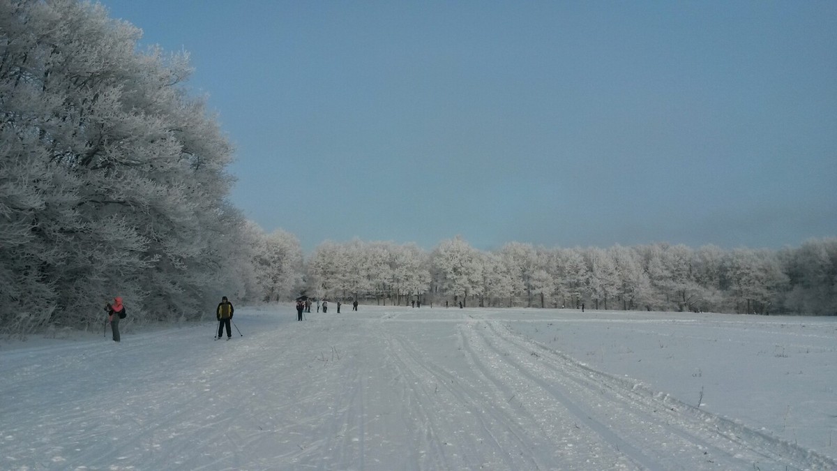 Важные новости об экологии. Во Владимире наконец-то приняли «Зеленый щит», начали реализацию проекта «Экология». Но сотни гектаров зеленых территорий отводят под застройку