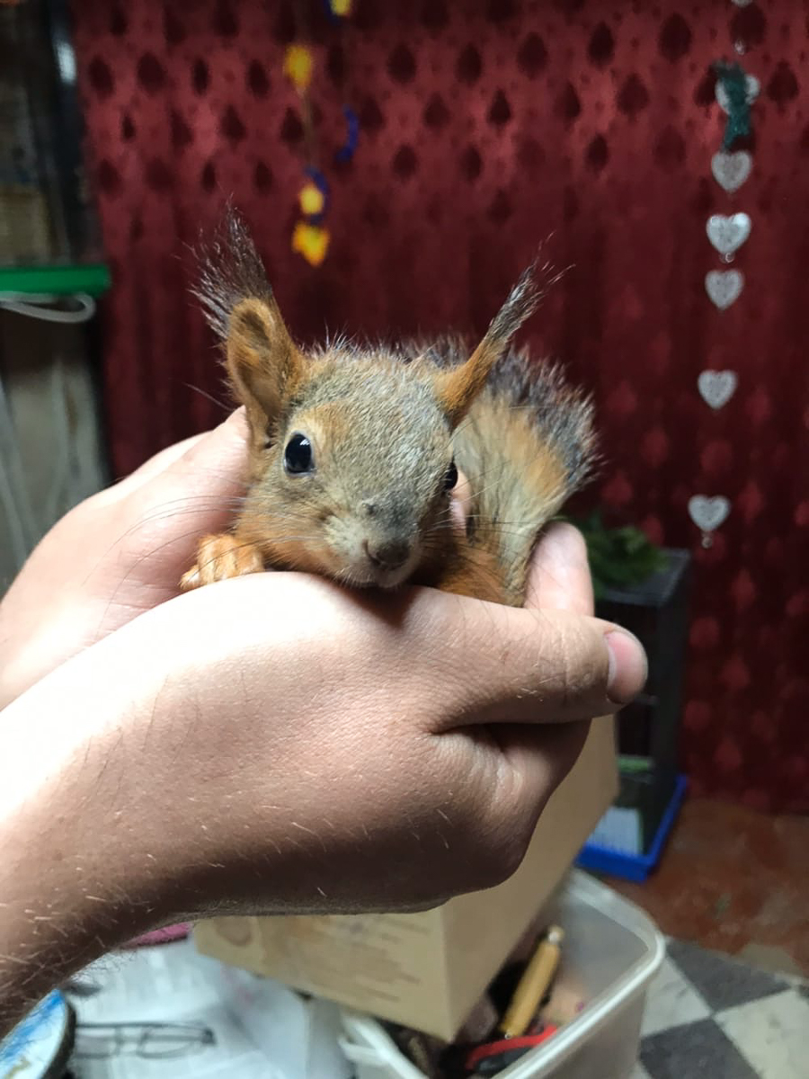 Самые интересные идеи рождаются благодаря вдохновению. Соня Цымбалюк, соучредитель двух популярных заведений во Владимире и Радужном, черпает его от животных. Рассказываем об олене, еноте, ястребе и других пушистых любимцах серьезной девушки