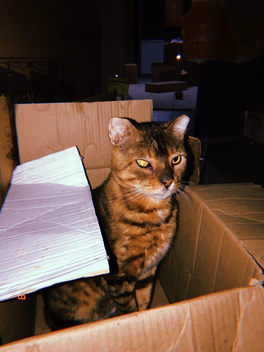 Самые интересные идеи рождаются благодаря вдохновению. Соня Цымбалюк, соучредитель двух популярных заведений во Владимире и Радужном, черпает его от животных. Рассказываем об олене, еноте, ястребе и других пушистых любимцах серьезной девушки