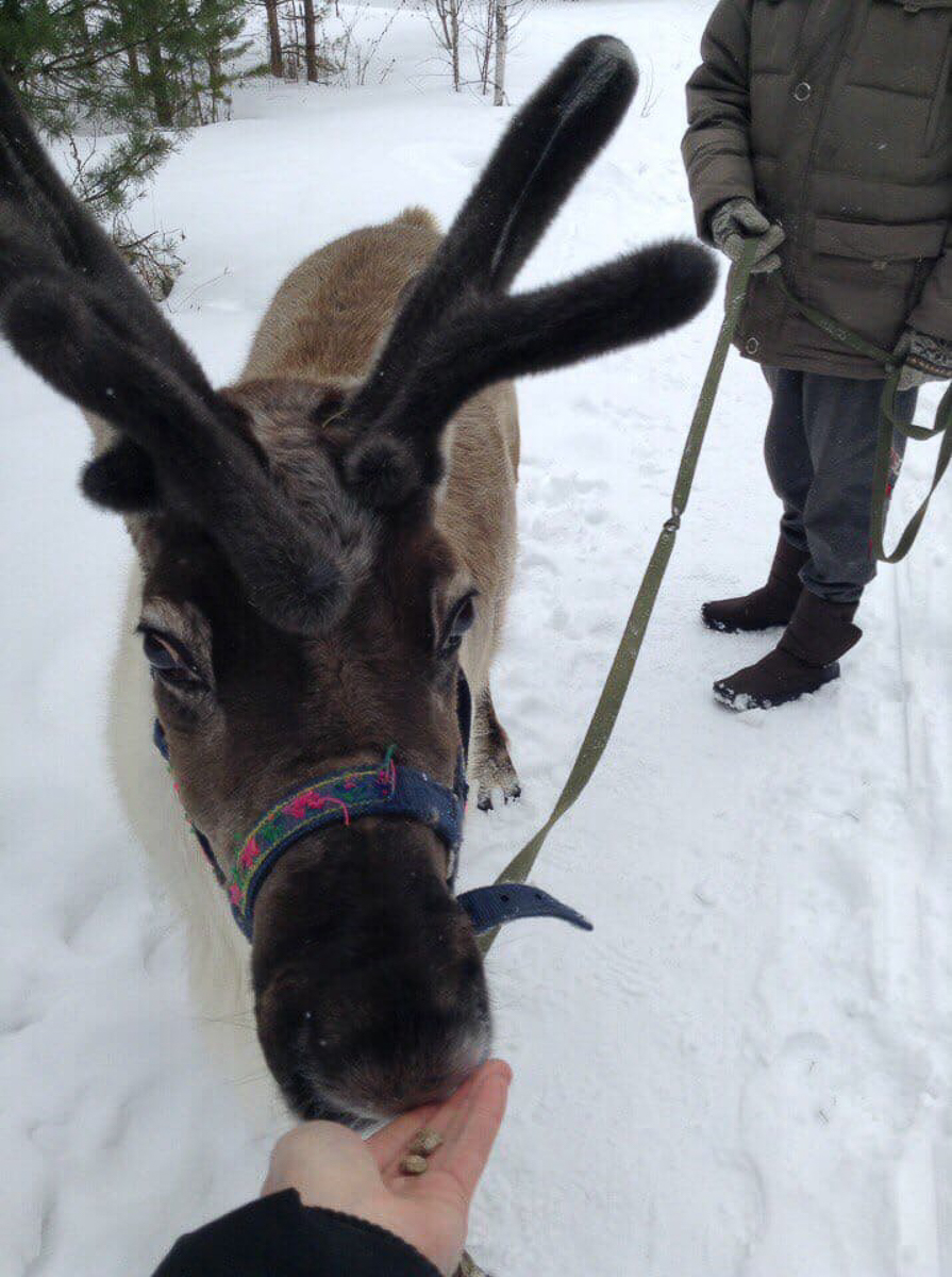 Самые интересные идеи рождаются благодаря вдохновению. Соня Цымбалюк, соучредитель двух популярных заведений во Владимире и Радужном, черпает его от животных. Рассказываем об олене, еноте, ястребе и других пушистых любимцах серьезной девушки