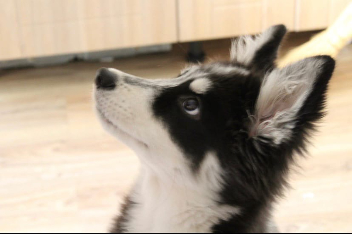 История на грани мимимишности про аляскинского маламута Джейсона, самоеда Таю и хаски Ахиллеса. Их хозяйки поведали нам об особенностях воспитания северных собак