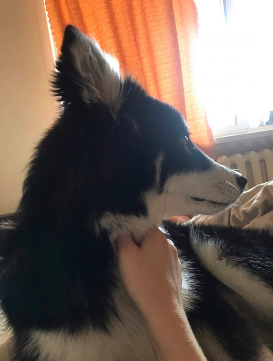 История на грани мимимишности про аляскинского маламута Джейсона, самоеда Таю и хаски Ахиллеса. Их хозяйки поведали нам об особенностях воспитания северных собак